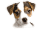 PuppyPairs_NokiaN70_[Java.UZ]
